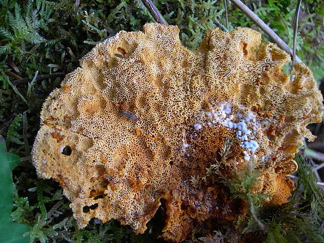 Pycnoporellus fulgens  (Fr.)  Donk